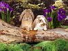 miniatura_61 copia